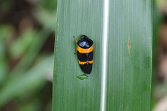 Cosmoscarta abdominalis