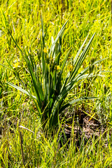 Hypoxis ludwigii