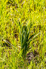 Hypoxis ludwigii