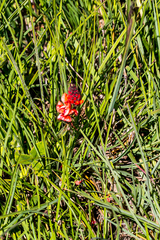 Indigofera dimidiata