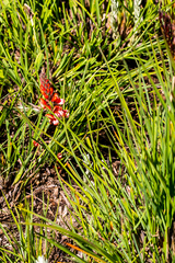 Indigofera dimidiata