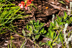 Indigofera dimidiata