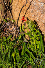Indigofera dimidiata