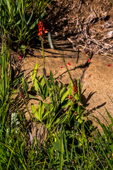 Indigofera dimidiata