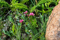 Indigofera hedyantha