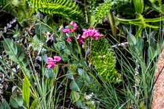 Indigofera hedyantha