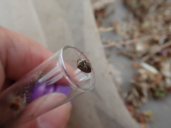 Stagonomus bipunctatus bipunctatus