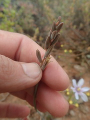 Dipcadi brevifolium