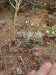 Dipcadi brevifolium