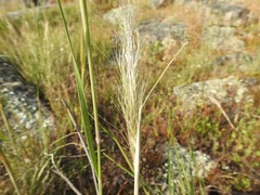 Austrostipa mollis