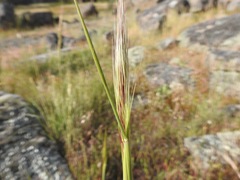 Austrostipa mollis