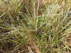 Austrostipa mollis