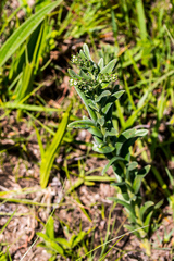 Limosella longiflora