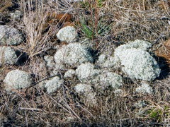 Cladonia arbuscula mitis