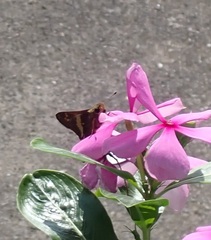 Atalopedes mesogramma