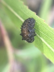 Plagiodera erythroptera