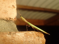 Episcopomantis chalybea
