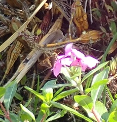 Atalopedes mesogramma