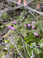 Boronia pilosa