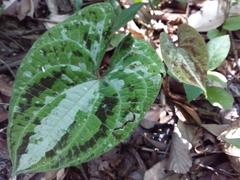 Dioscorea dodecaneura