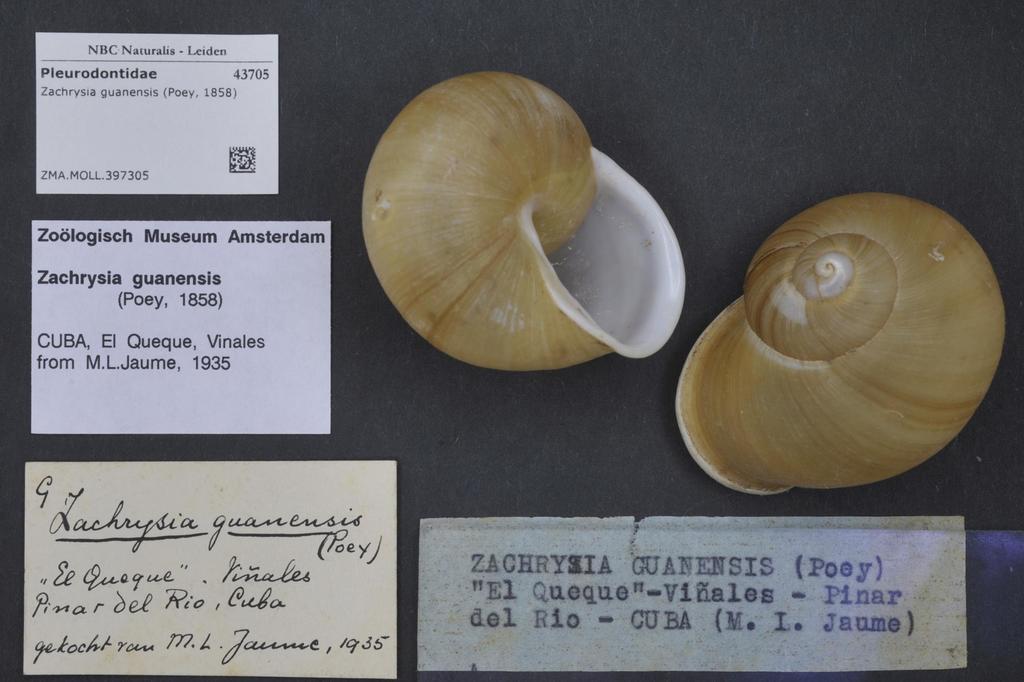 Zachrysia guanensis