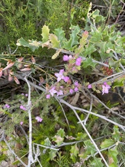 Boronia pilosa