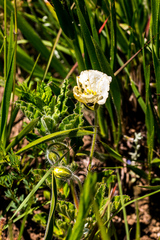 Monsonia grandifolia
