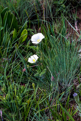 Monsonia grandifolia