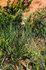 Ornithogalum juncifolium