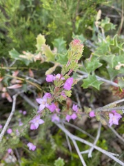 Boronia pilosa
