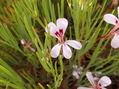 Pelargonium laevigatum oxyphyllum