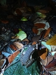 Chalcorana chalconota