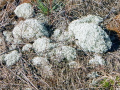 Cladonia arbuscula mitis