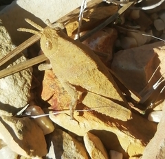 Ocnerodes fallaciosus