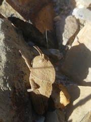 Ocnerodes fallaciosus