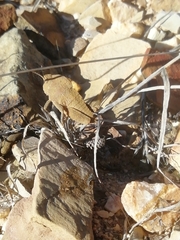 Ocnerodes fallaciosus