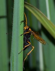 Batozonellus maculifrons