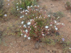 Mesembryanthemum longistylum