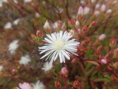 Mesembryanthemum longistylum