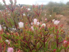 Mesembryanthemum longistylum