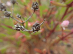 Mesembryanthemum longistylum