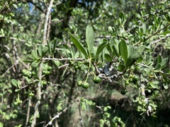 Ehretia rigida nervifolia