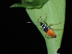 Dindymus albicornis