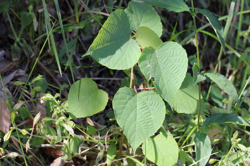 Image of Alchornea trewioides by no rights reserved
