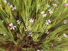 Pelargonium laevigatum oxyphyllum