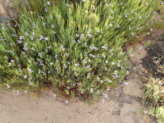 Pelargonium laevigatum oxyphyllum