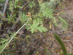 Hermannia pulverata