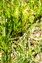 Setaria nigrirostris
