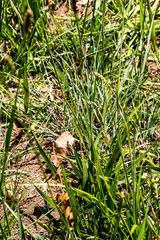 Setaria nigrirostris