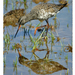 Spotted Redshank - Photo (c) Ferran PestaÃ±a, some rights reserved (CC BY-NC)